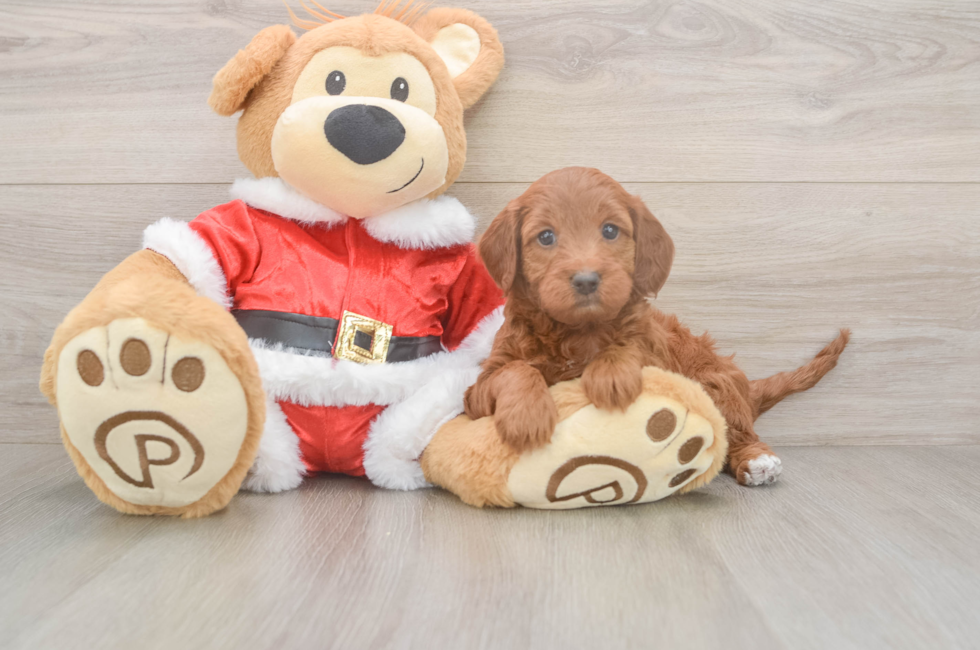 5 week old Mini Irish Doodle Puppy For Sale - Premier Pups