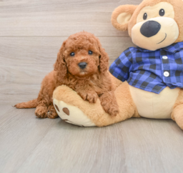 5 week old Mini Irish Doodle Puppy For Sale - Premier Pups