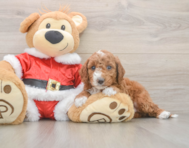 5 week old Mini Irish Doodle Puppy For Sale - Premier Pups