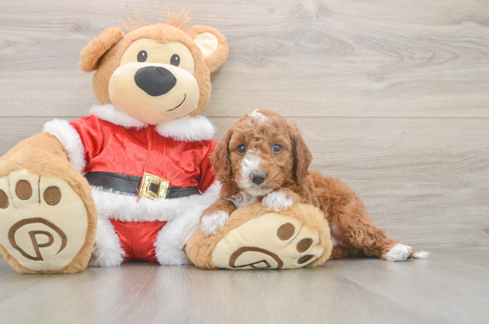 5 week old Mini Irish Doodle Puppy For Sale - Premier Pups