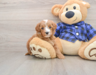 5 week old Mini Irish Doodle Puppy For Sale - Premier Pups