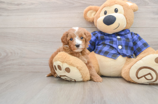 Mini Irish Doodle Puppy for Adoption