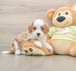 6 week old Mini Irish Doodle Puppy For Sale - Premier Pups