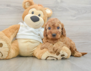 5 week old Mini Irish Doodle Puppy For Sale - Premier Pups