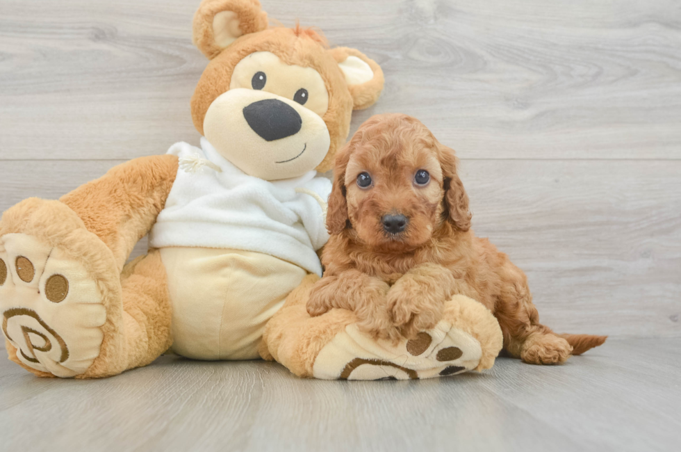 5 week old Mini Irish Doodle Puppy For Sale - Premier Pups