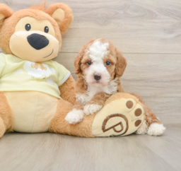 6 week old Mini Irish Doodle Puppy For Sale - Premier Pups