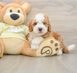 6 week old Mini Irish Doodle Puppy For Sale - Premier Pups