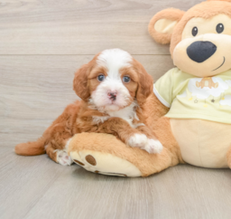 6 week old Mini Irish Doodle Puppy For Sale - Premier Pups
