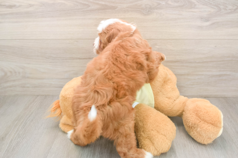 Adorable Mini Irishdoodle Poodle Mix Puppy