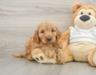 5 week old Mini Irish Doodle Puppy For Sale - Premier Pups