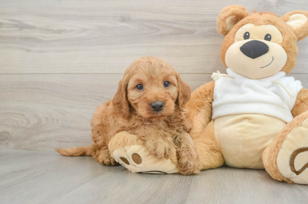5 week old Mini Irish Doodle Puppy For Sale - Premier Pups
