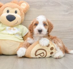 6 week old Mini Irish Doodle Puppy For Sale - Premier Pups