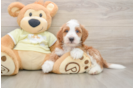 Funny Mini Irish Doodle Poodle Mix Pup
