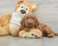 5 week old Mini Irish Doodle Puppy For Sale - Premier Pups