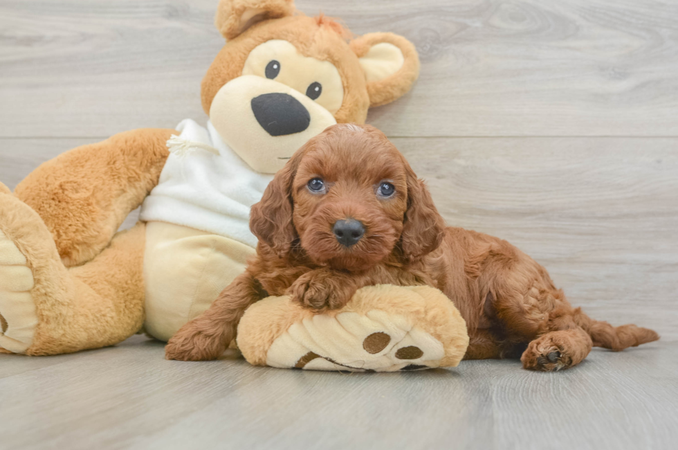 5 week old Mini Irish Doodle Puppy For Sale - Premier Pups