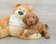 5 week old Mini Irish Doodle Puppy For Sale - Premier Pups