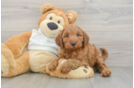 Mini Irish Doodle Puppy for Adoption