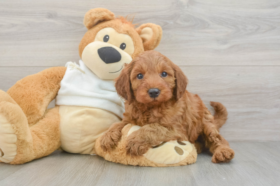 5 week old Mini Irish Doodle Puppy For Sale - Premier Pups