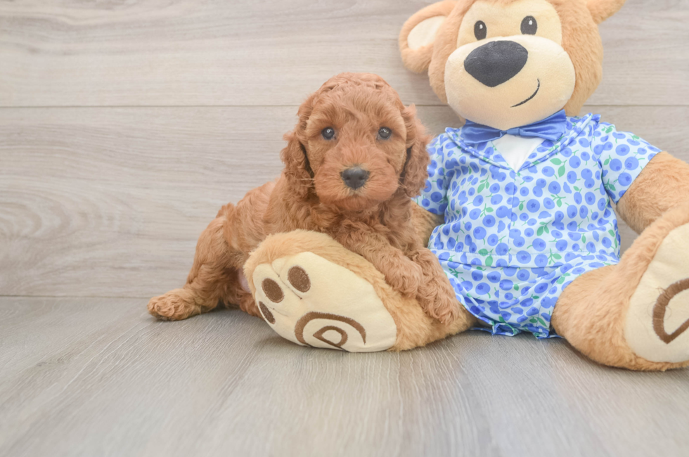 5 week old Mini Irish Doodle Puppy For Sale - Premier Pups