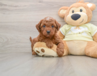 9 week old Mini Irish Doodle Puppy For Sale - Premier Pups
