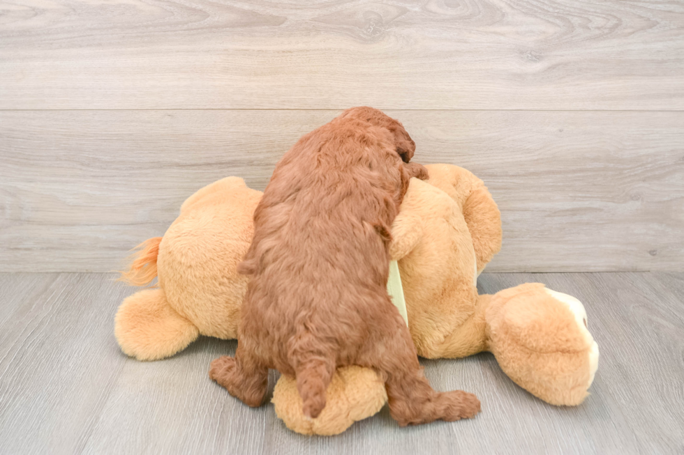 Mini Irish Doodle Puppy for Adoption