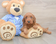 7 week old Mini Irish Doodle Puppy For Sale - Premier Pups