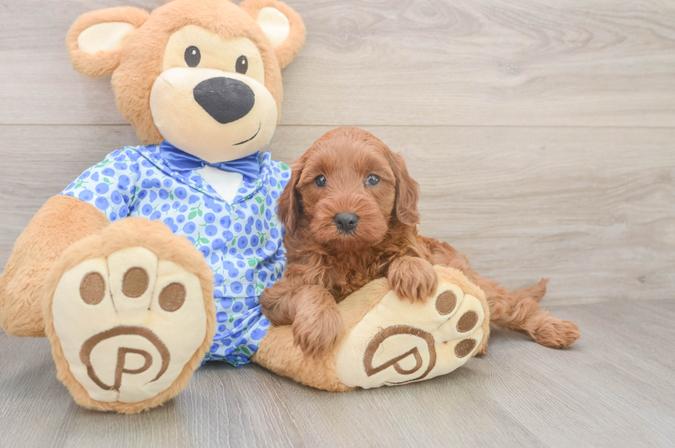 5 week old Mini Irish Doodle Puppy For Sale - Premier Pups