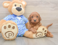 5 week old Mini Irish Doodle Puppy For Sale - Premier Pups