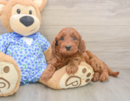 6 week old Mini Irish Doodle Puppy For Sale - Premier Pups