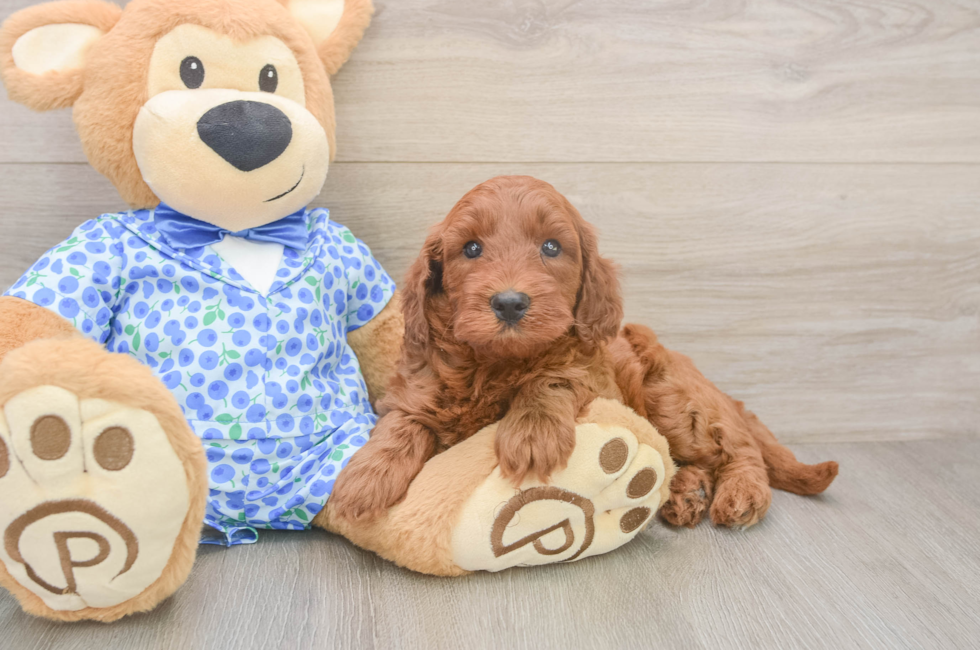 5 week old Mini Irish Doodle Puppy For Sale - Premier Pups
