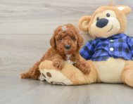 5 week old Mini Irish Doodle Puppy For Sale - Premier Pups