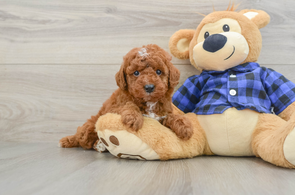 5 week old Mini Irish Doodle Puppy For Sale - Premier Pups