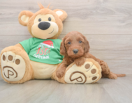 5 week old Mini Irish Doodle Puppy For Sale - Premier Pups