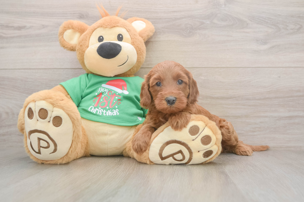 5 week old Mini Irish Doodle Puppy For Sale - Premier Pups
