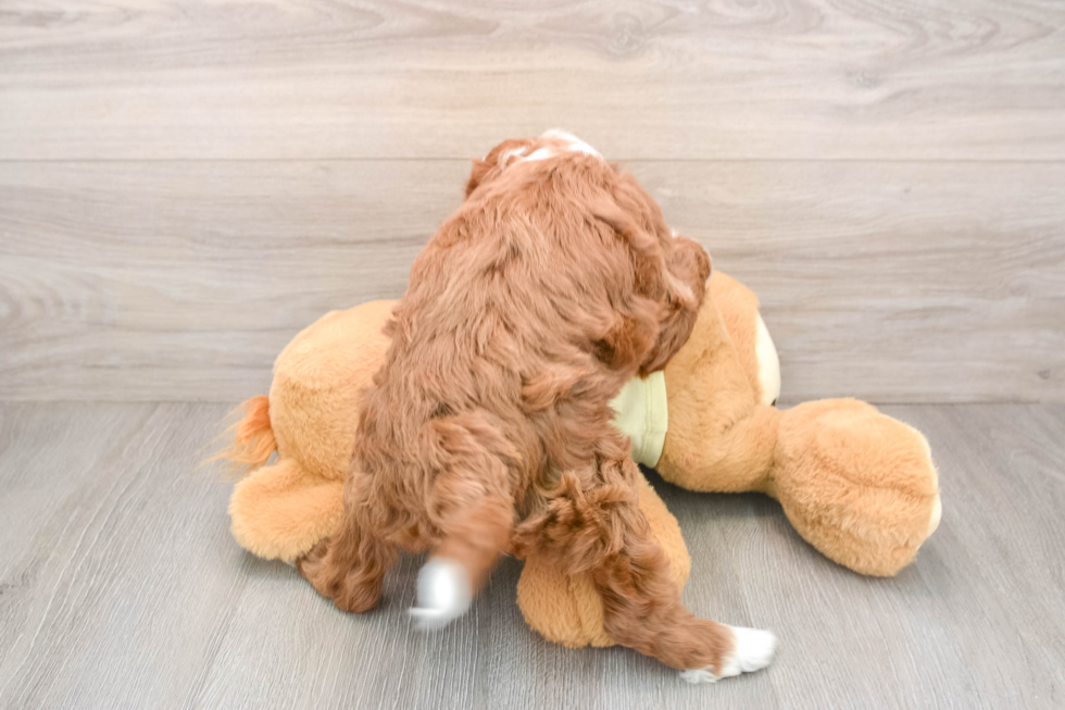 Petite Mini Irish Doodle Poodle Mix Pup