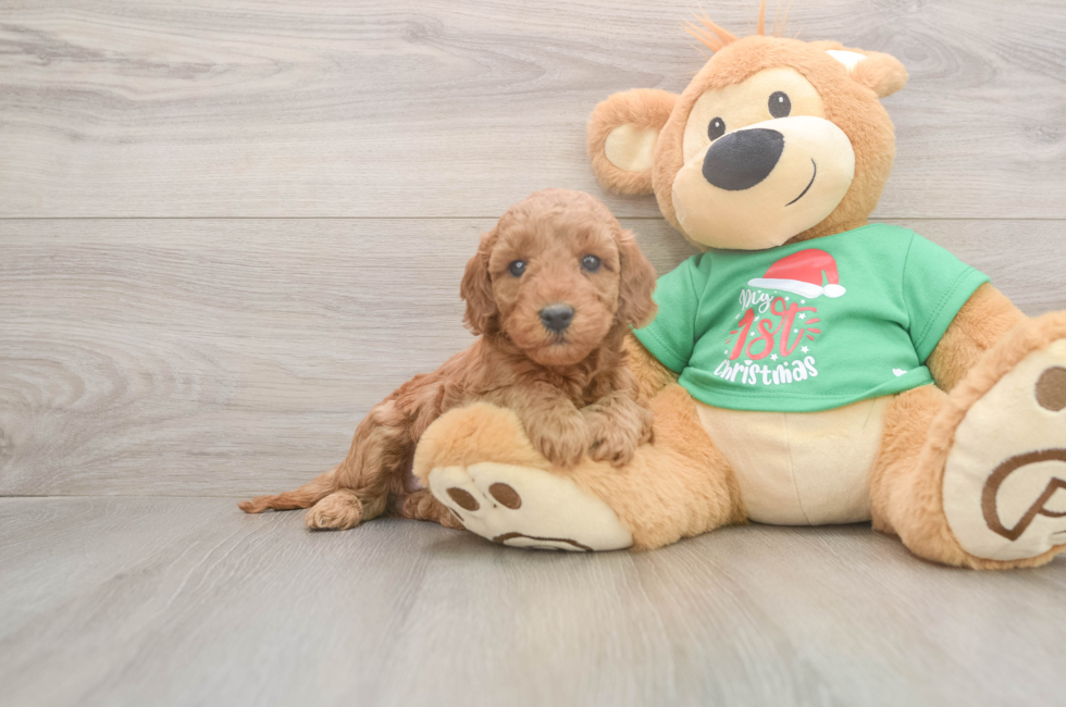 5 week old Mini Irish Doodle Puppy For Sale - Premier Pups