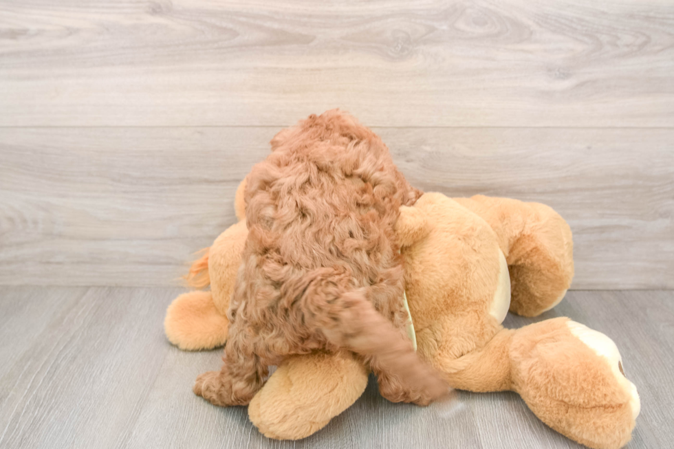 Mini Irish Doodle Puppy for Adoption