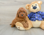 5 week old Mini Irish Doodle Puppy For Sale - Premier Pups