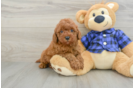 Mini Irish Doodle Puppy for Adoption