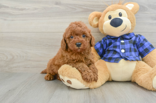 Mini Irish Doodle Puppy for Adoption