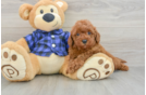 Mini Irish Doodle Puppy for Adoption