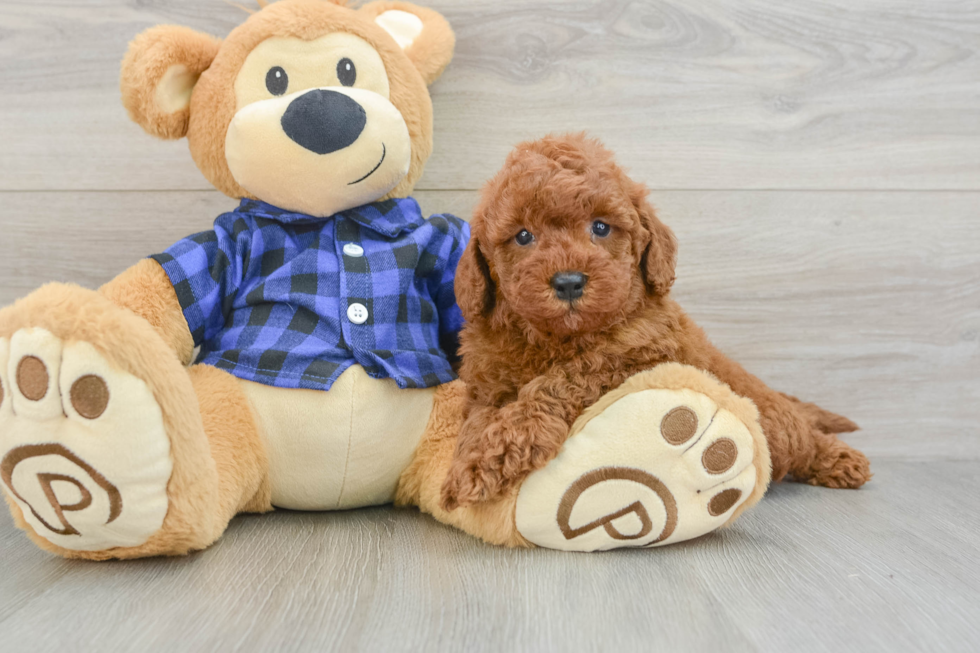 Mini Irish Doodle Puppy for Adoption