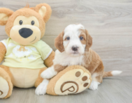 5 week old Mini Irish Doodle Puppy For Sale - Premier Pups