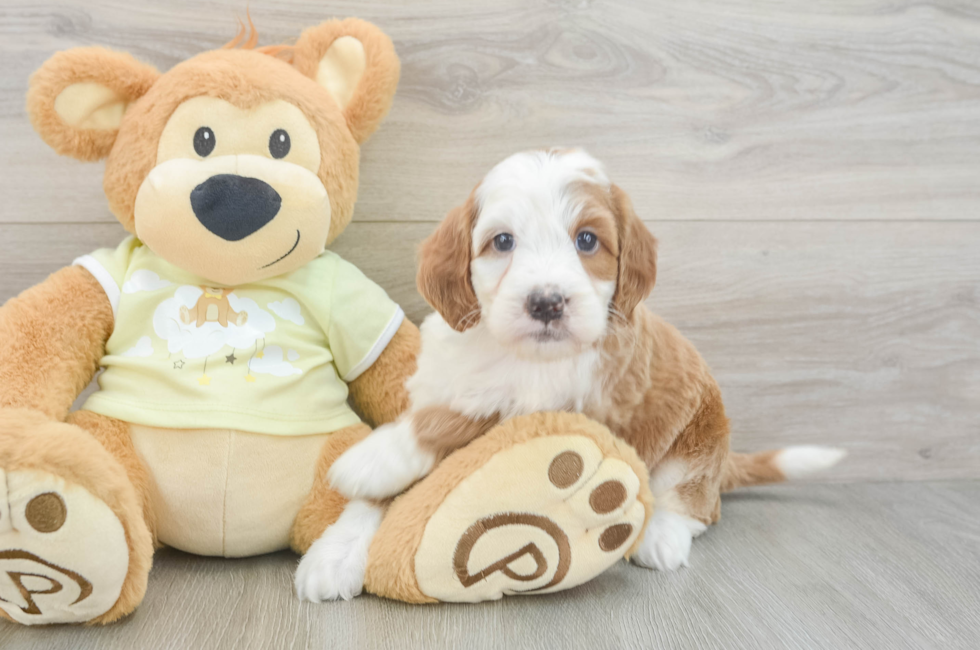 5 week old Mini Irish Doodle Puppy For Sale - Premier Pups