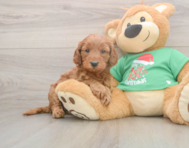 5 week old Mini Irish Doodle Puppy For Sale - Premier Pups