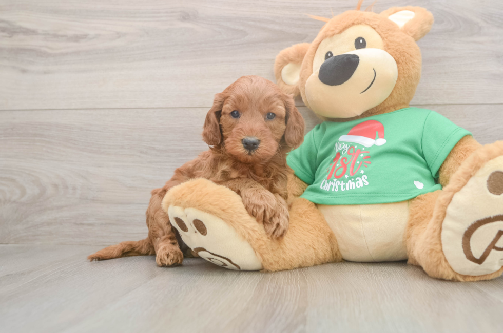 5 week old Mini Irish Doodle Puppy For Sale - Premier Pups