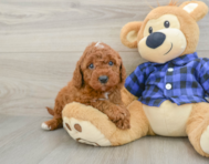 5 week old Mini Irish Doodle Puppy For Sale - Premier Pups