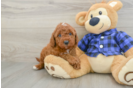 Mini Irish Doodle Puppy for Adoption