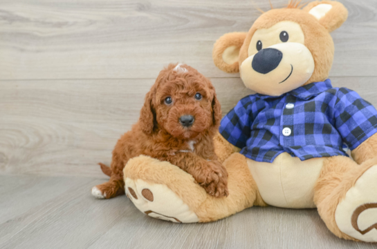 Mini Irish Doodle Puppy for Adoption