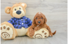 Adorable Setterdoodle Poodle Mix Puppy